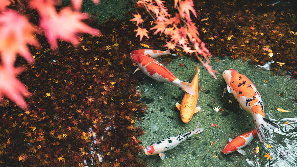 Choosing the Right Food for Your Koi