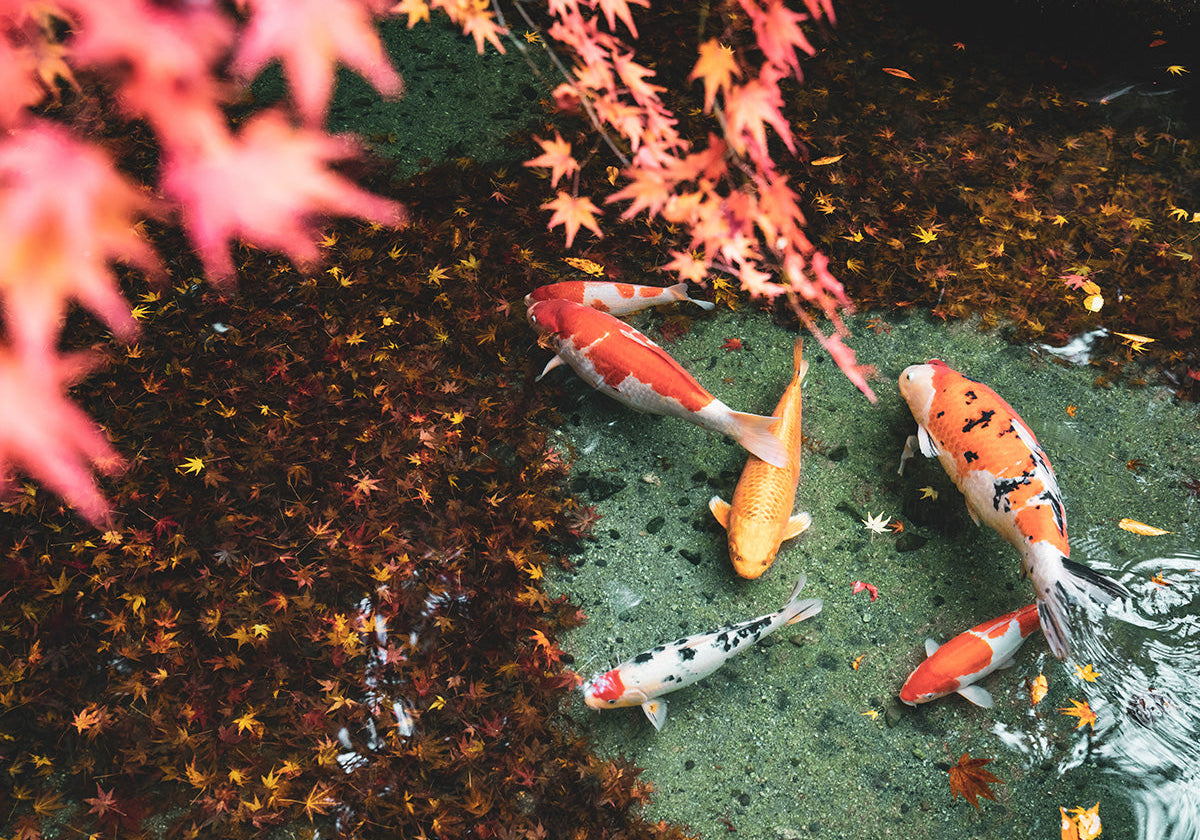 Choosing the Right Food for Your Koi