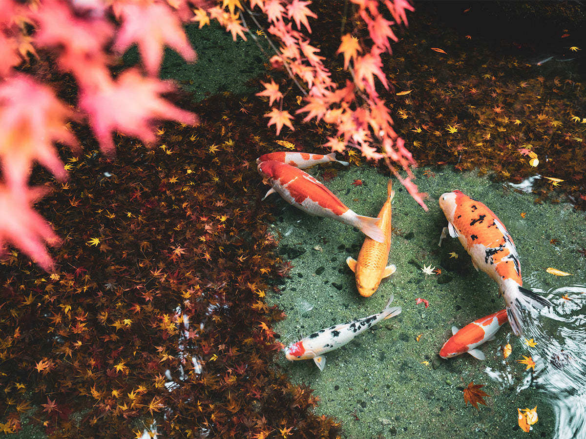 Choosing the Right Food for Your Koi
