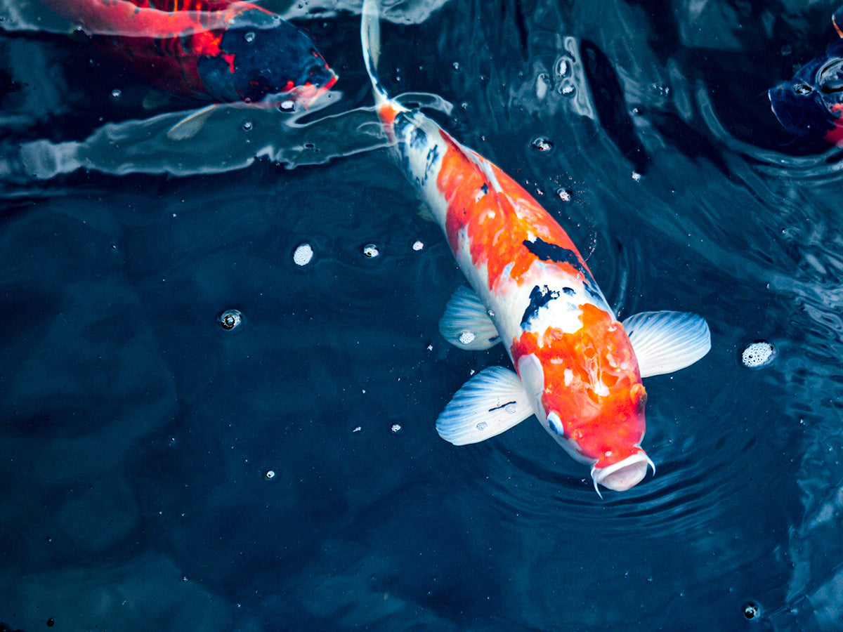 Why Nutrition Is So Important for Healthy Koi