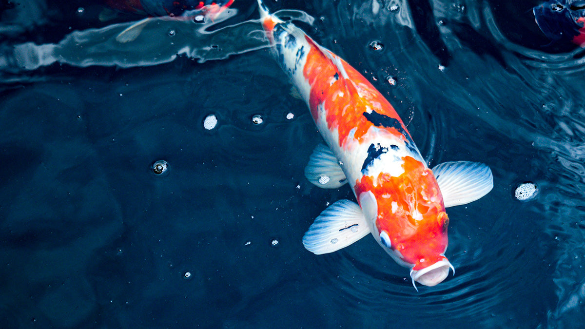 Why Nutrition Is So Important for Healthy Koi