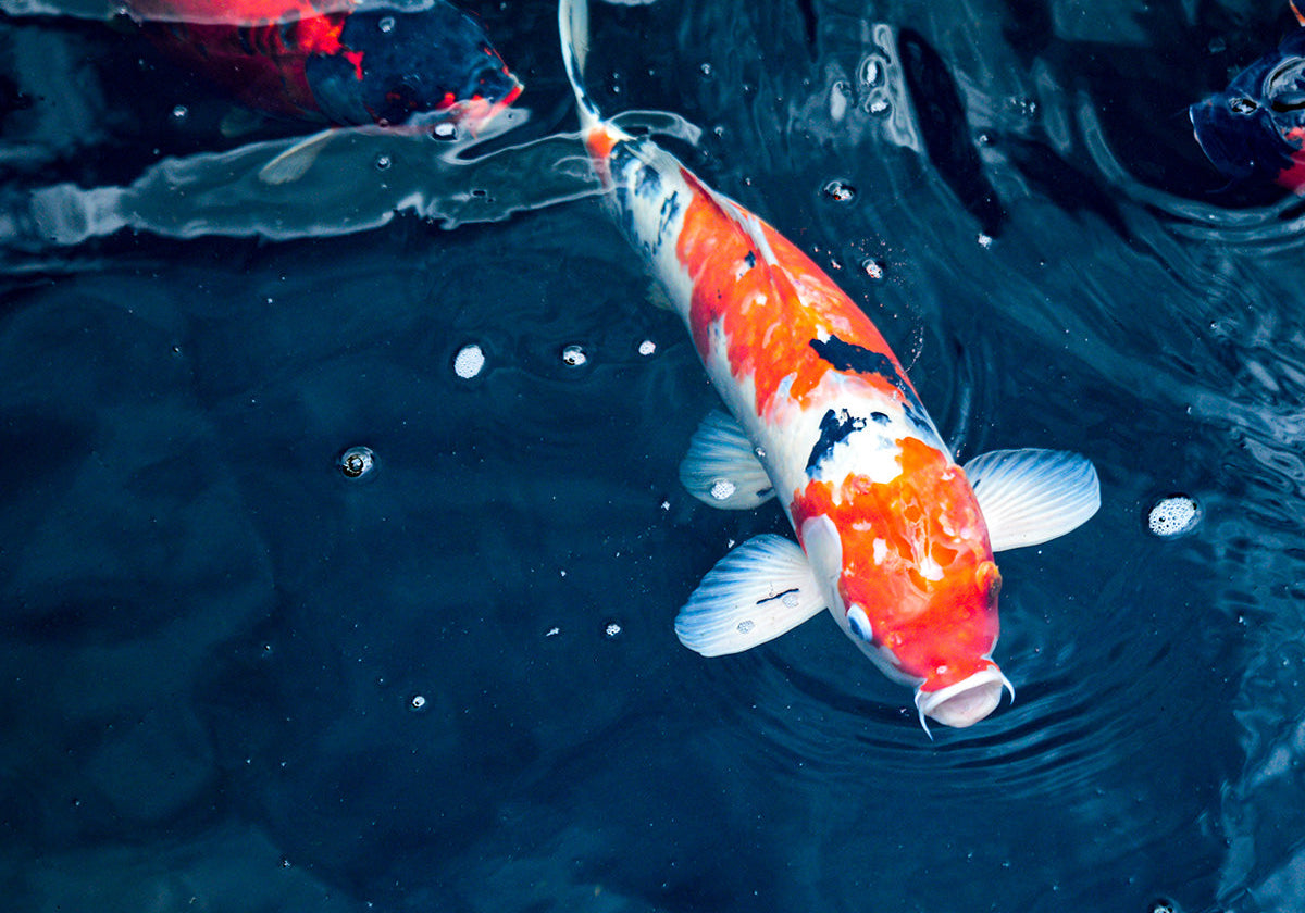 Why Nutrition Is So Important for Healthy Koi