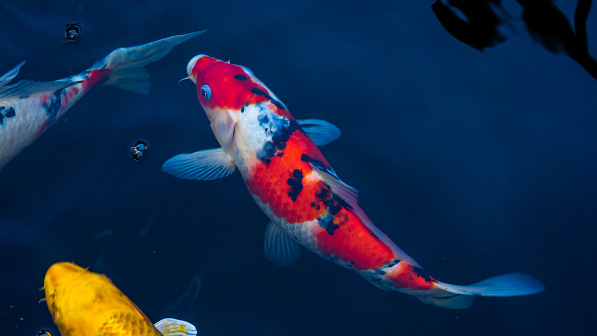 What Makes a Good Koi Food?