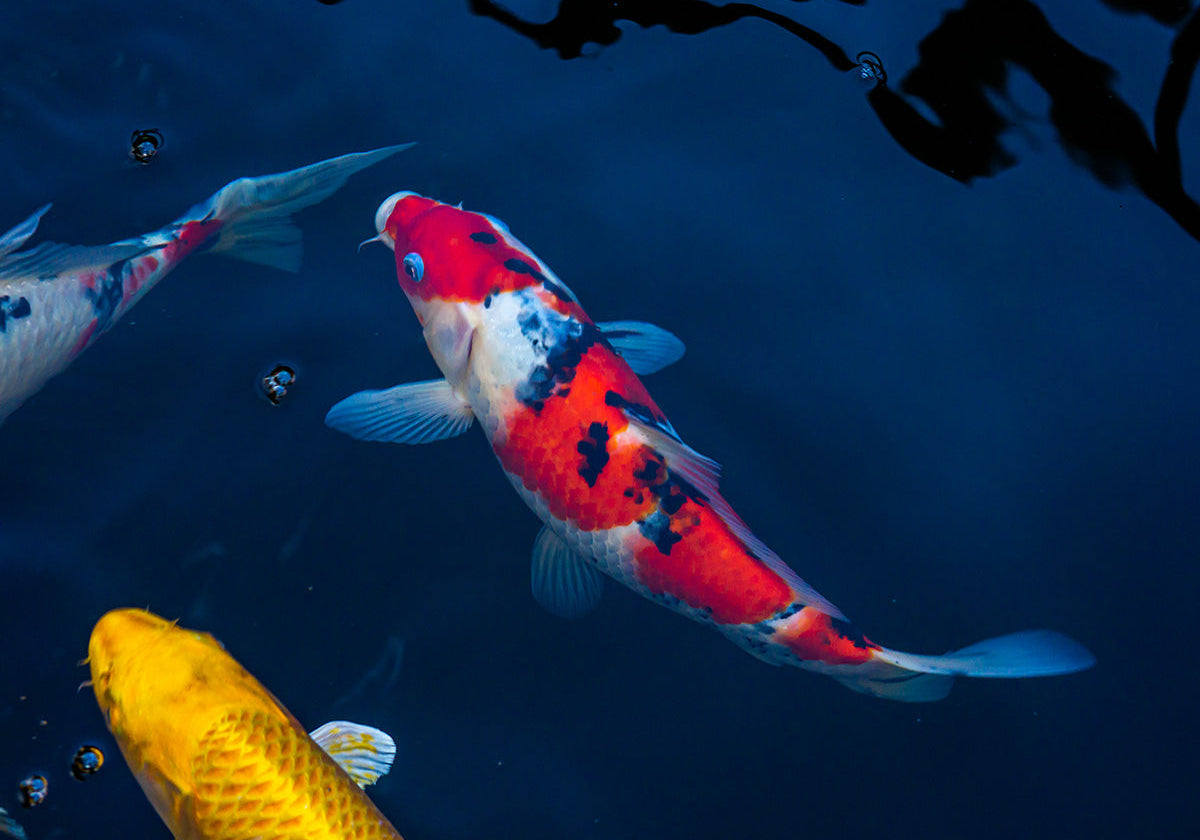 What Makes a Good Koi Food?