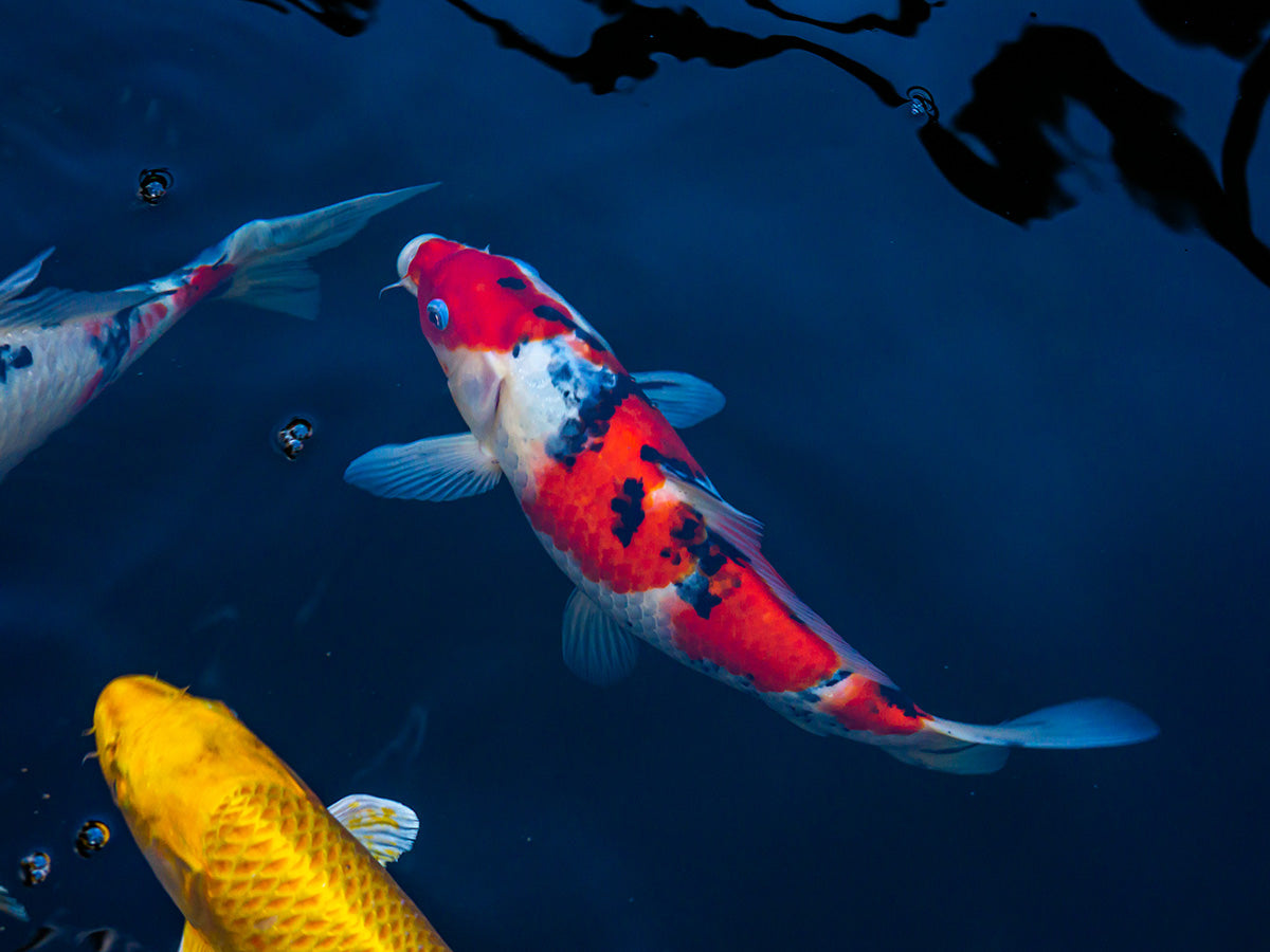 What Makes a Good Koi Food?